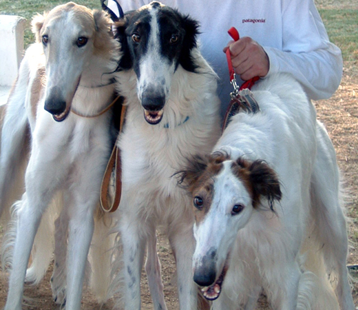 Borzoi trio